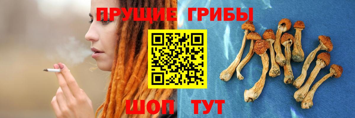 Галлюциногенные грибы Psilocybine cubensis Новокузнецк